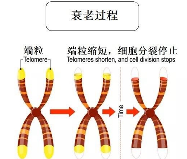 科学研究表明：生个娃=老11岁，凭啥明星当妈后仍如少女？ 美容健康 第1张