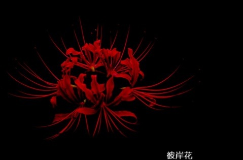 秀恩爱的句子8个字大全 语录 第2张