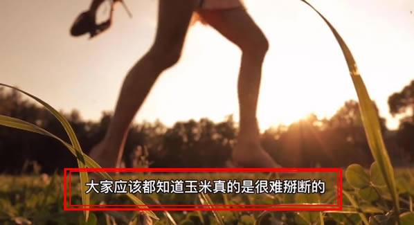 女朋友掰玉米是什么梗 女友晚上叫去掰玉米含义 娱乐 第2张